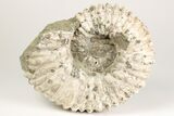 Bumpy Ammonite (Douvilleiceras) Fossil - Madagascar #205064-1